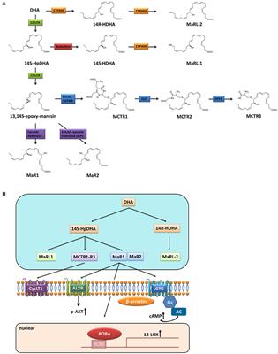 Protective Potential of Maresins in Cardiovascular Diseases